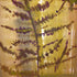 Pressed Fern Watercolour