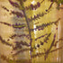Pressed Fern Watercolour