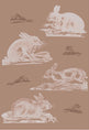 Rabbits Wallpaper