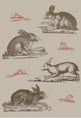 Rabbits Wallpaper