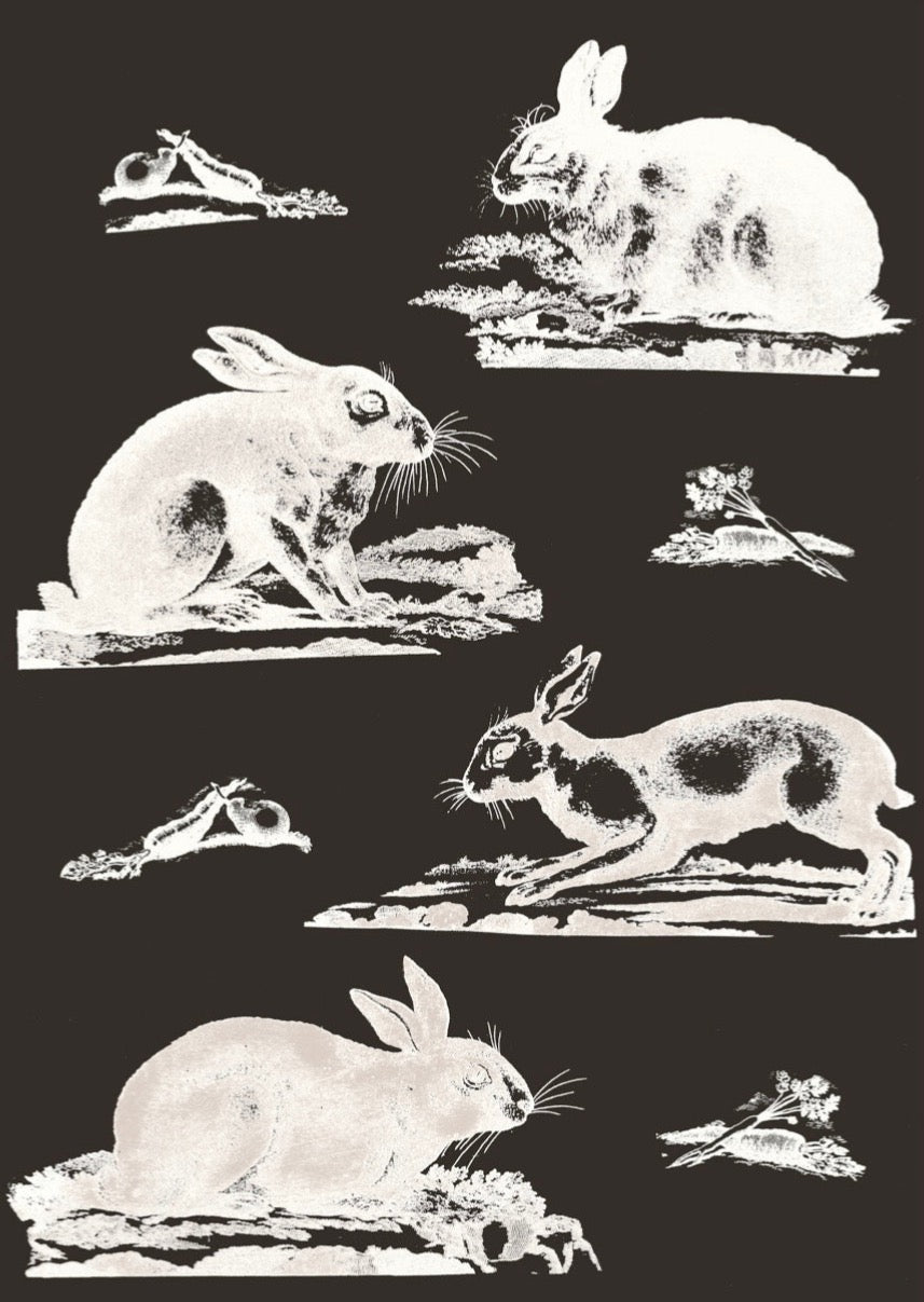 Rabbits Wallpaper