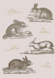 Rabbits Wallpaper