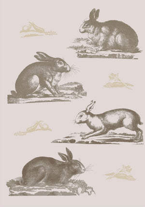 Rabbits Wallpaper