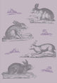 Rabbits Wallpaper