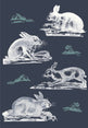 Rabbits Wallpaper