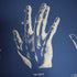 Palm Reading Wallpaper