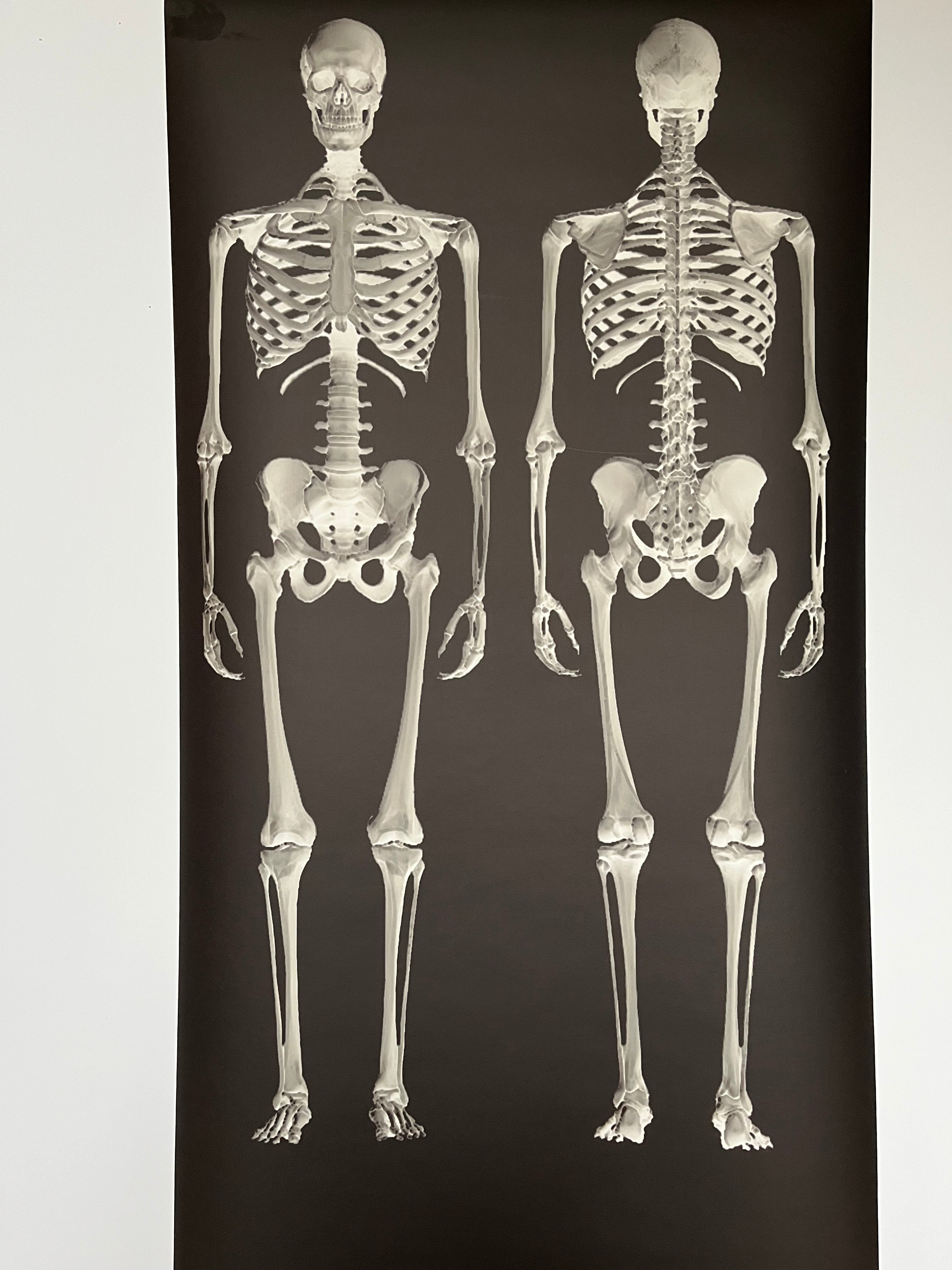 Dem Bones large Skeleton wallpaper