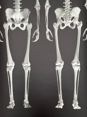 Dem Bones large Skeleton wallpaper