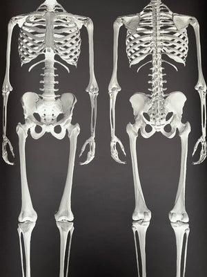Dem Bones large Skeleton wallpaper