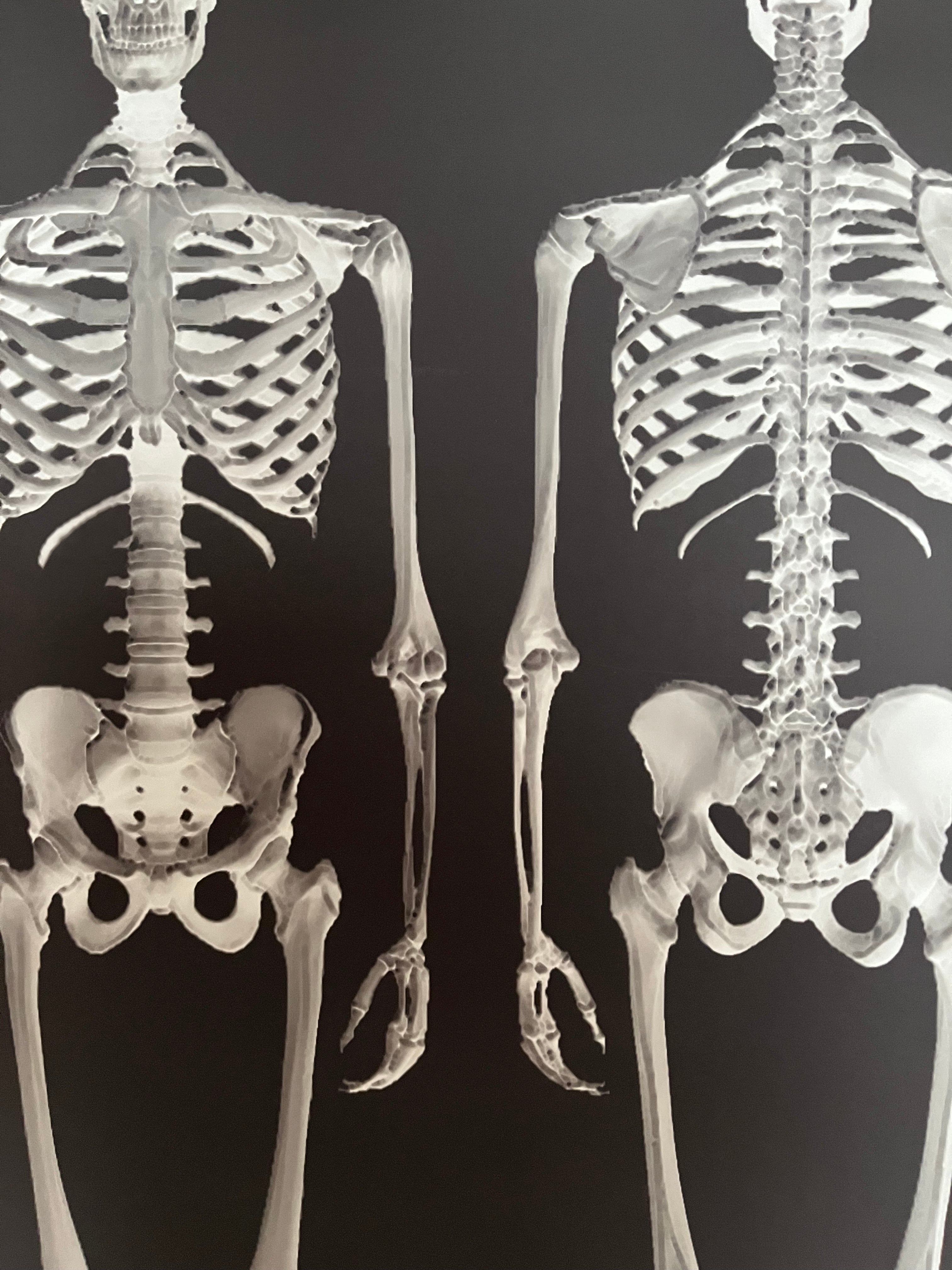 Dem Bones large Skeleton wallpaper