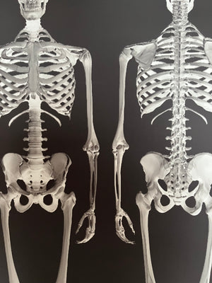 Dem Bones large Skeleton wallpaper