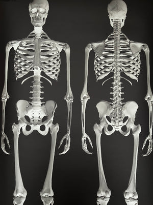 Dem Bones large Skeleton wallpaper