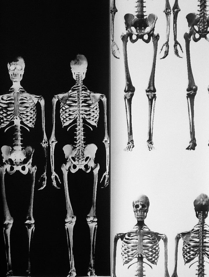 Dem Bones large Skeleton wallpaper