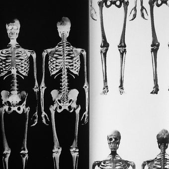 Dem Bones large Skeleton wallpaper