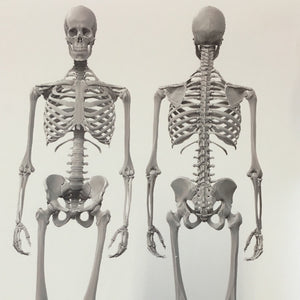 Dem Bones large Skeleton wallpaper